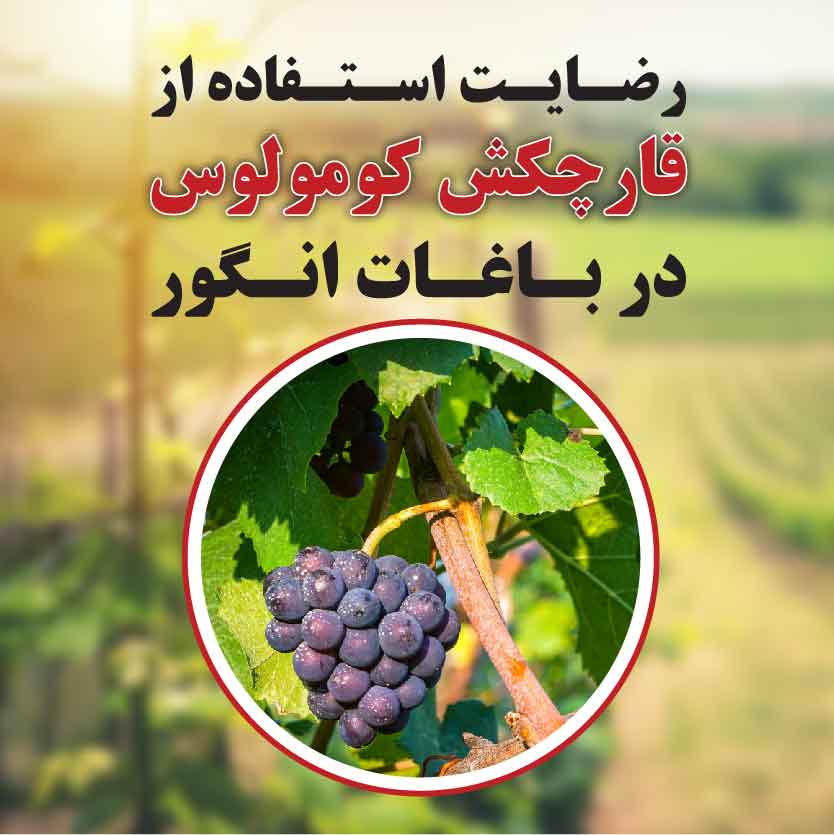 رضایت استفاده از قارچکش کومولوس در باغات انگور